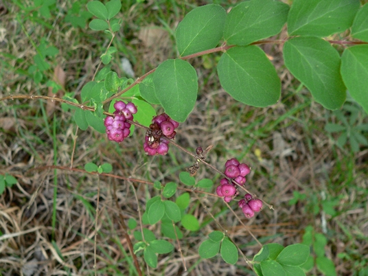 {Symphoricarpos orbiculatus}